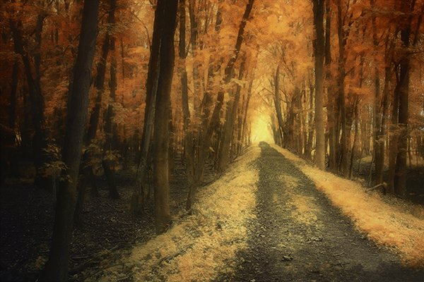 Through The Forest