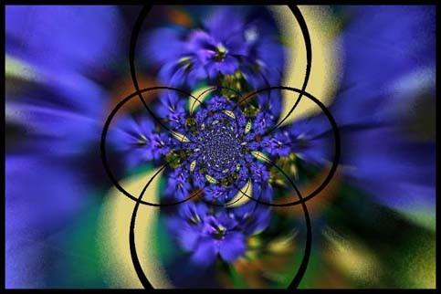blue flowers 3 a/ members challenge