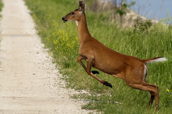 Jumping the Path