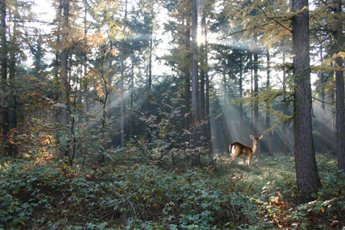 Autumn Forest with young Deer