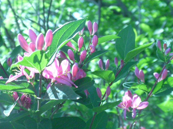 In Bloom