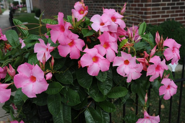 Trumpet Vine
