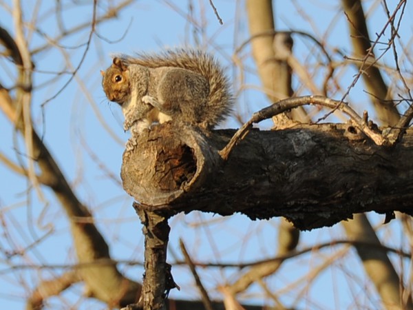 Squirrel