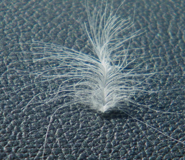 Feather