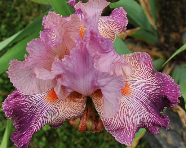 Goodstay Iris