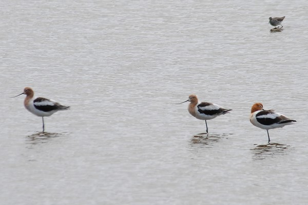 Avocets