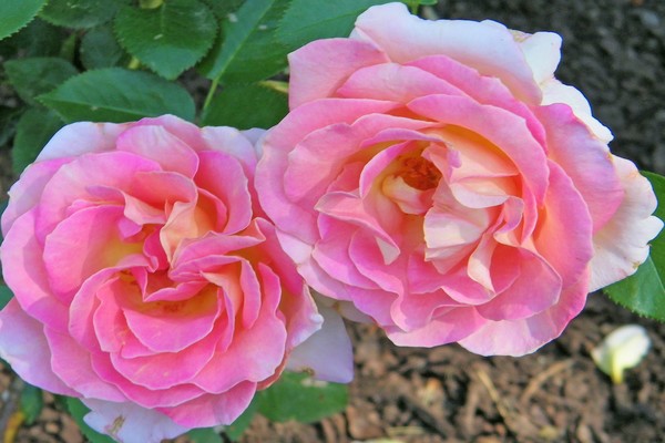 Goodstay Roses