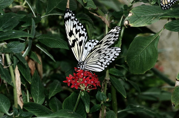 Black & White Butterfly
