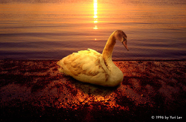 Swan Lake