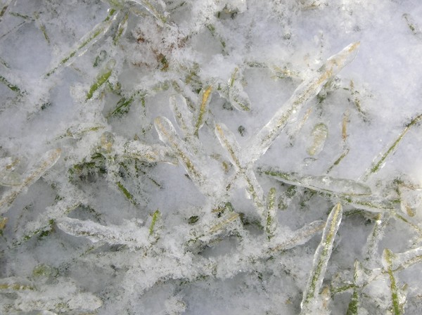 Crystalline - blades of grass