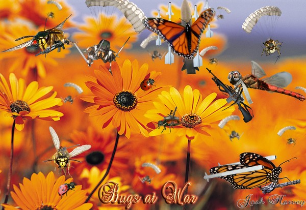 Bugs at war