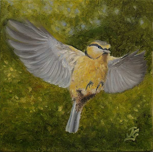 Fledgling Blue Tit