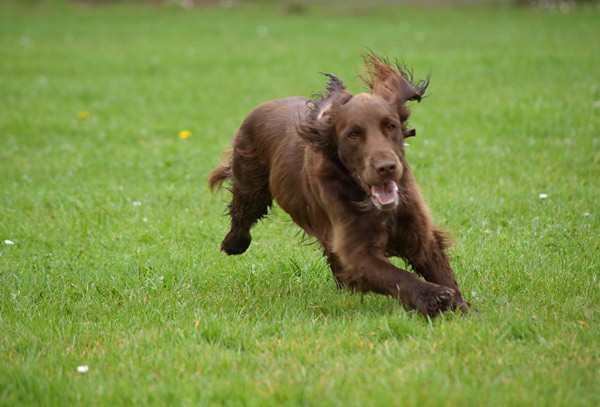 Ears to the Wind