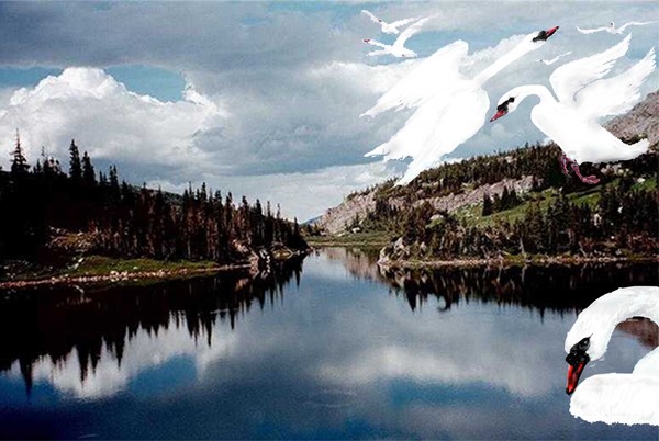 swans in lake