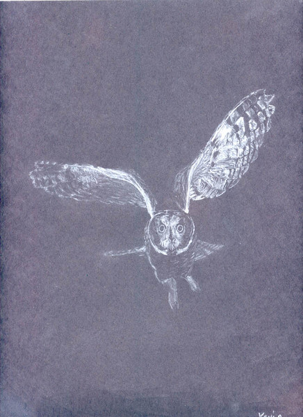 owl