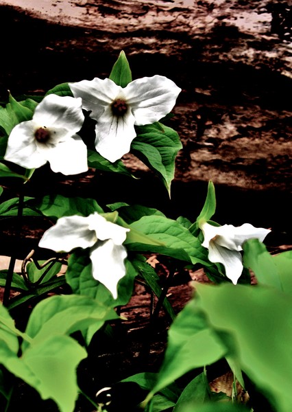 Trilliums