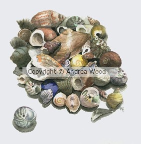 Shells study in watercolour