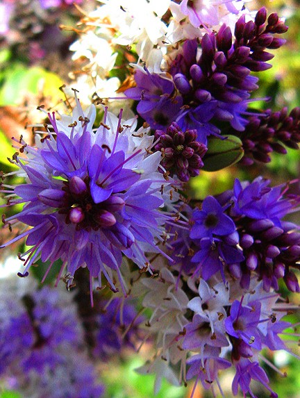 Purple Splendor