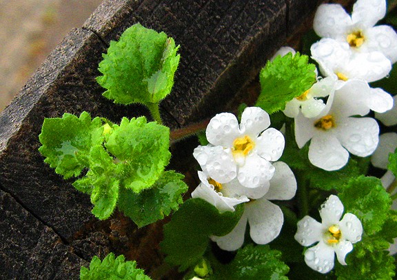 White Raindrops
