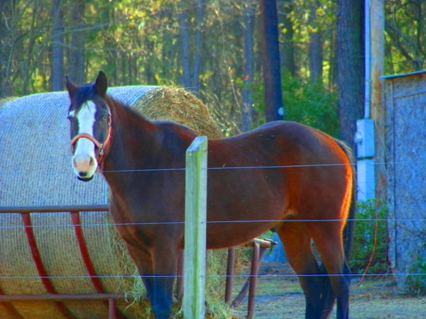 Hollywood the handsome horse
