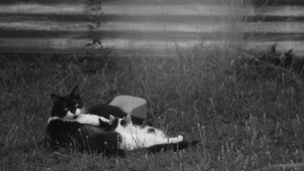 motherhood in black and white 