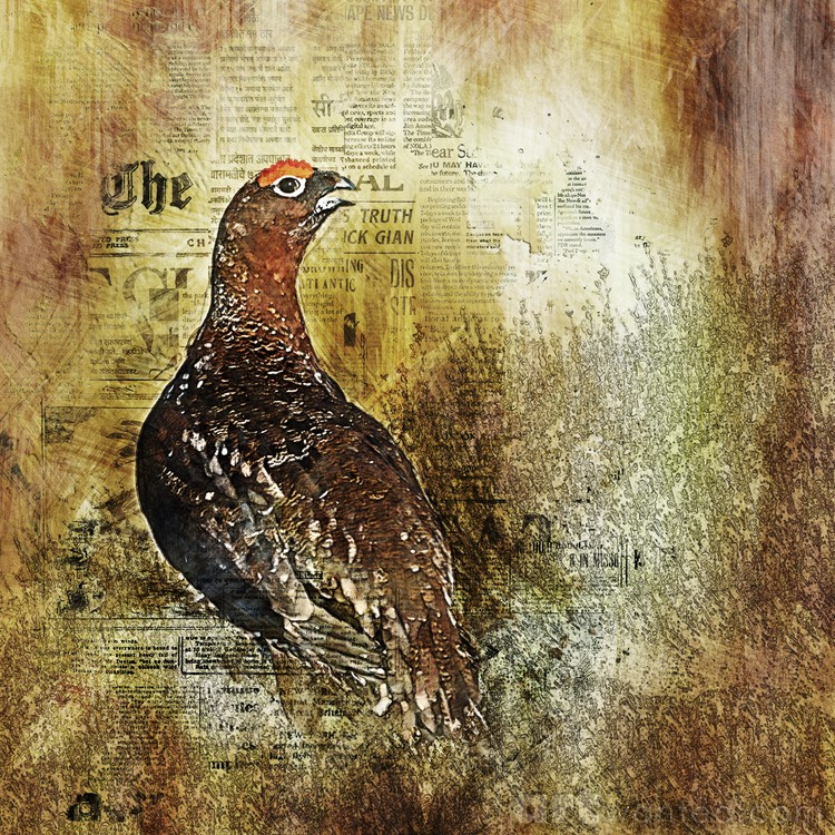 grouse