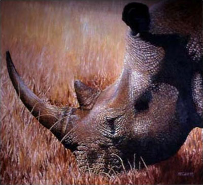 Rhino Portrait
