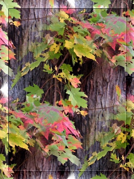 Autumn In The Park (Four)