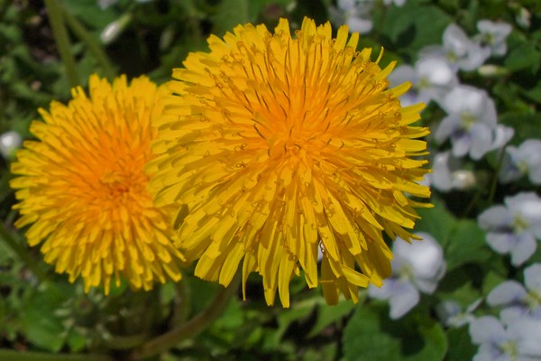 Weeds?