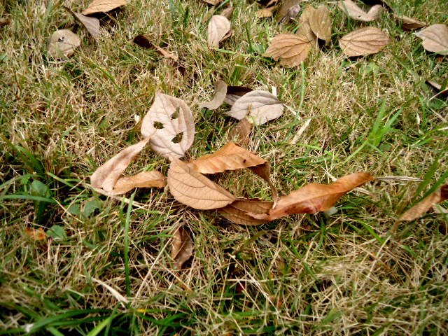Lying Leaf Man 