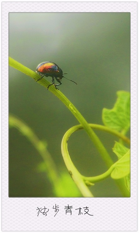 Scarab