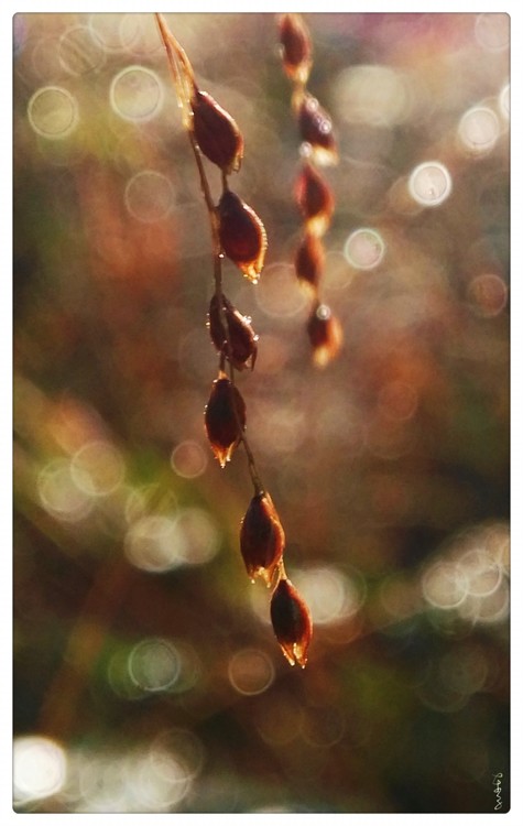 Golden Fall