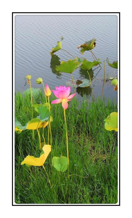 Beauty at Water