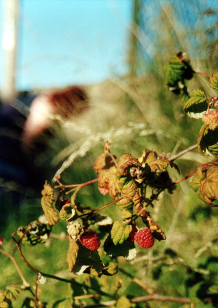 Summer Fruits