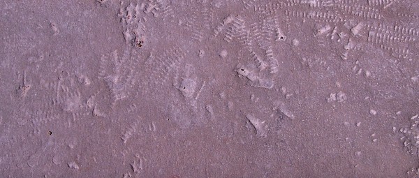 Fossils
