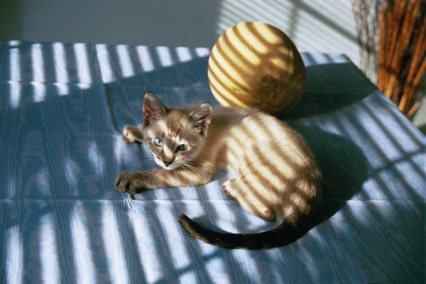 Tiny Tiger