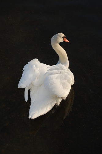 Swan Lake