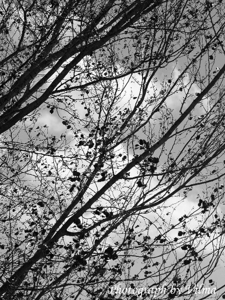 Nature's Poetic Expression