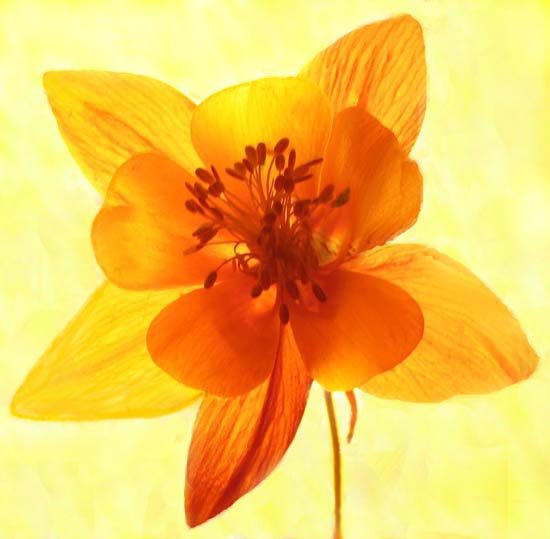Fire Flower