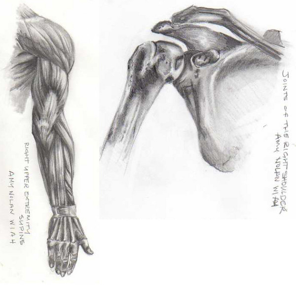 Anatomy 1