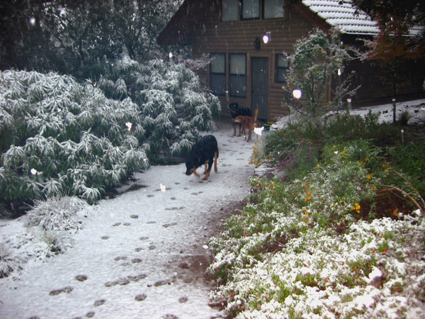 Dog's First Snow
