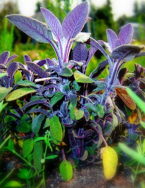 Sage Plant