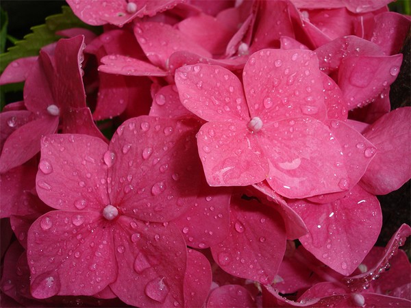 Pink Hydrangea