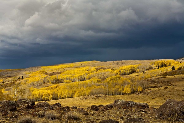 Boulder Mountain Aspens 2