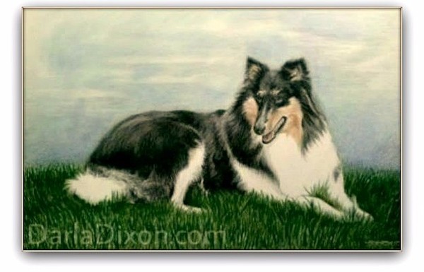 Portrait of a Collie Dog