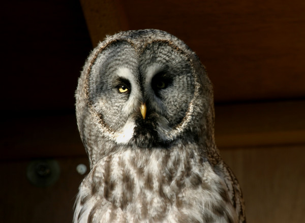 Great grey owl