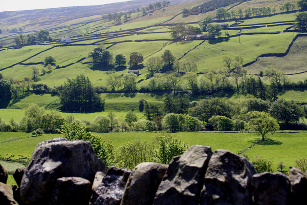 Fields in Swaledale
