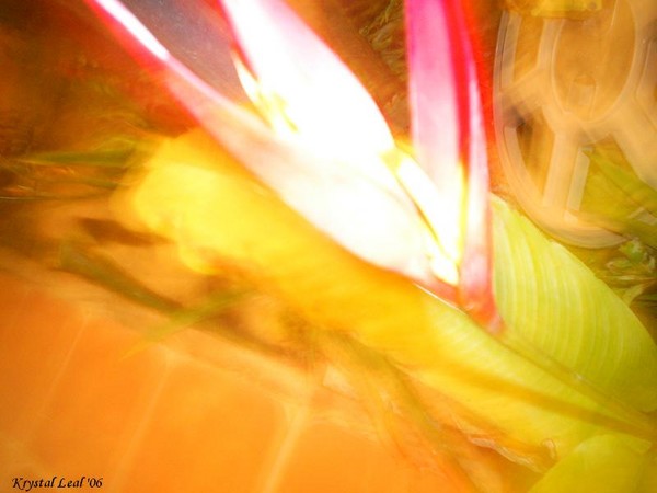 Bird of Paradise