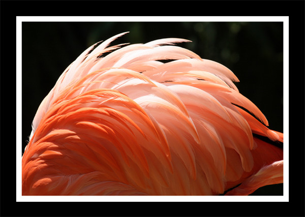 Shades of Pink