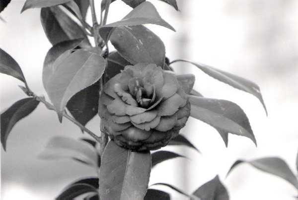Flower 2